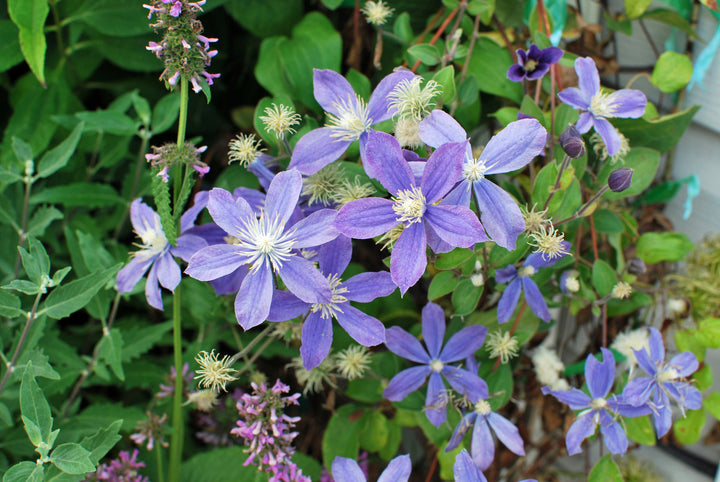 Clematis 'Arabella' (Hybrid Clematis)