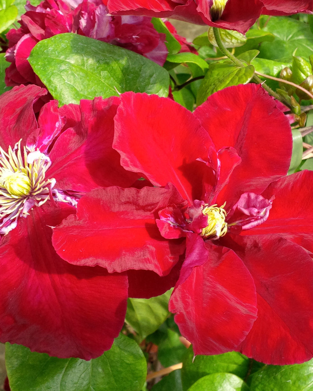 Clematis Charmaine (Regal® Series Clematis Hybrid)