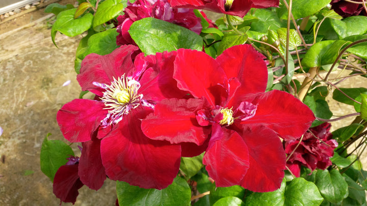 Clematis Charmaine (Regal® Series Clematis Hybrid)