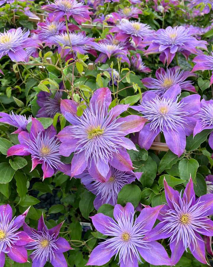 Clematis Crystal Fountain™ Regal® (Clematis Hybrid)