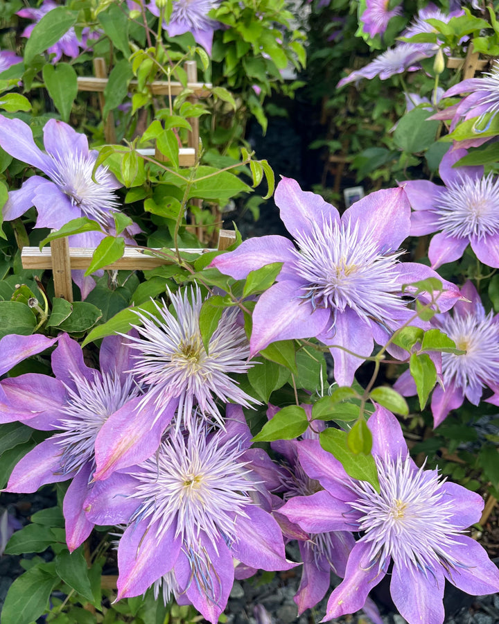 Clematis Crystal Fountain™ Regal® (Clematis Hybrid)