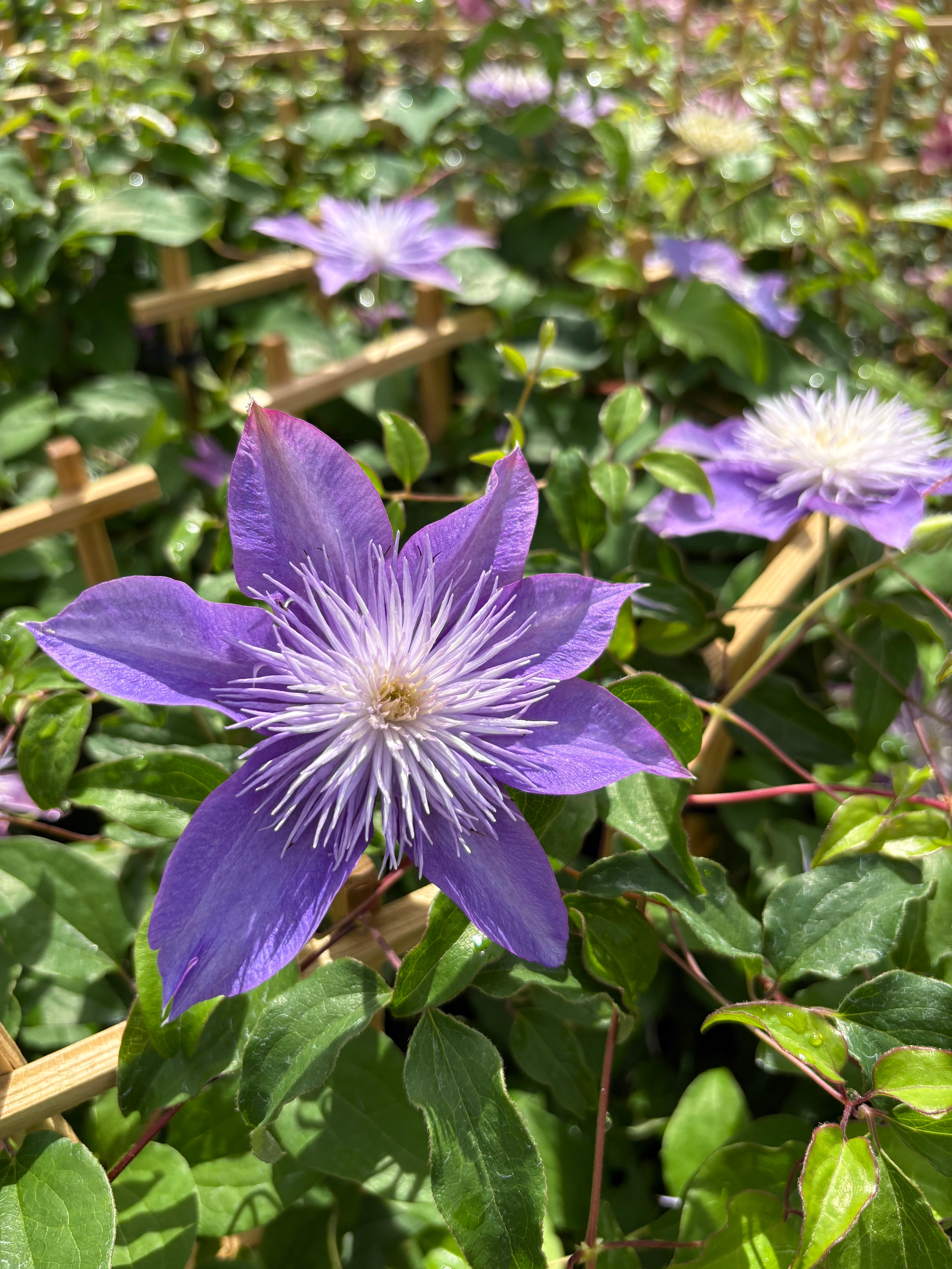 Clematis Crystal Fountain™ Regal® (Clematis Hybrid) – Perennial