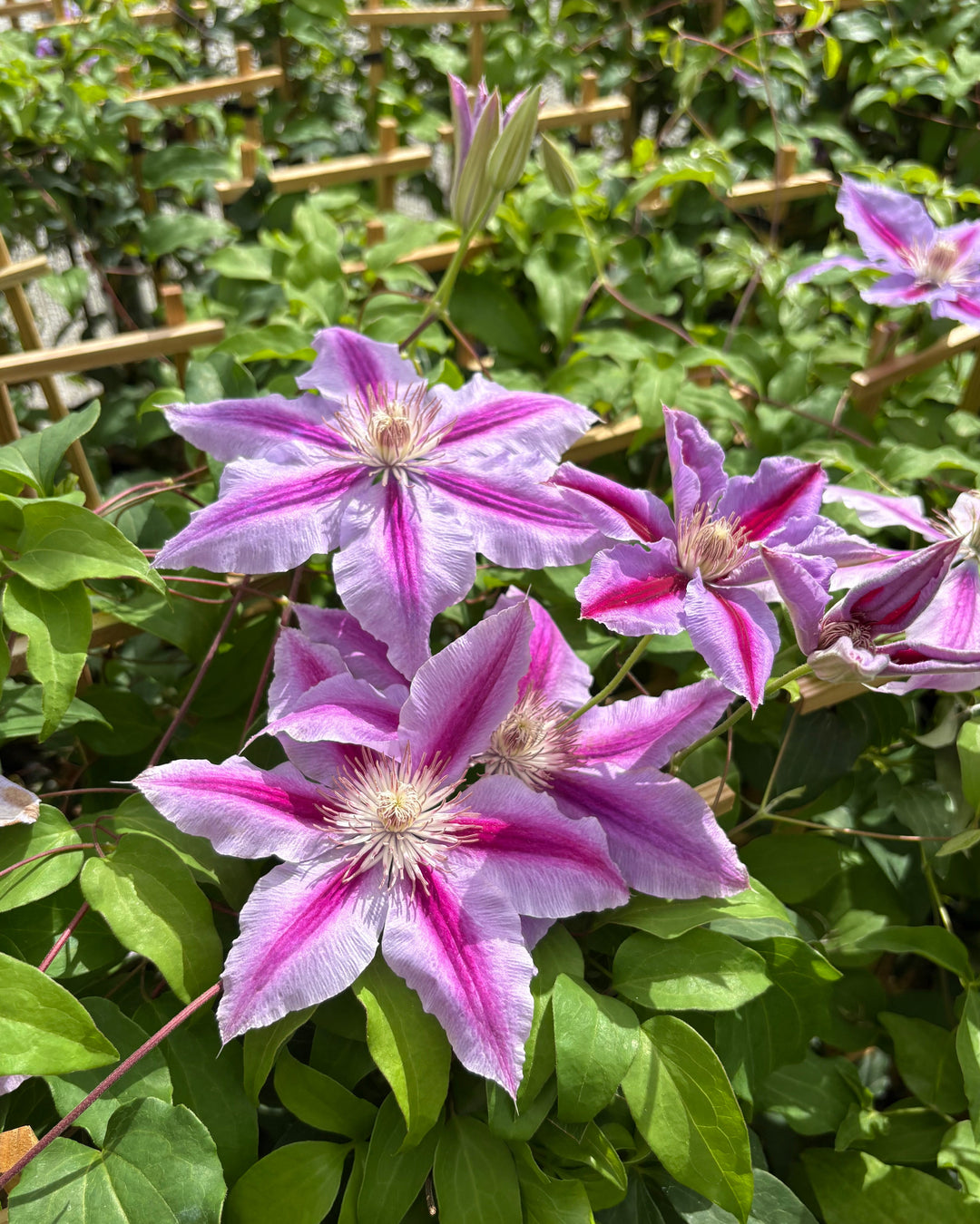 Clematis 'Dr. Ruppel' (Hybrid Clematis)