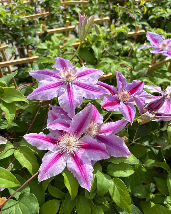 Clematis 'Dr. Ruppel' (Hybrid Clematis)