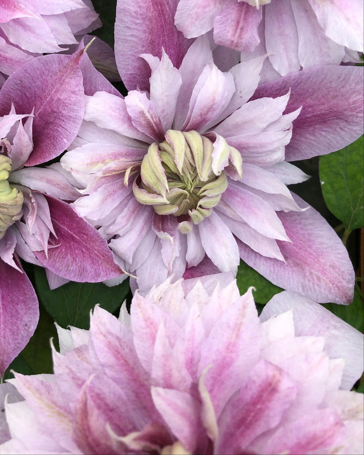 Clematis Josephine™ (Hybrid Clematis)