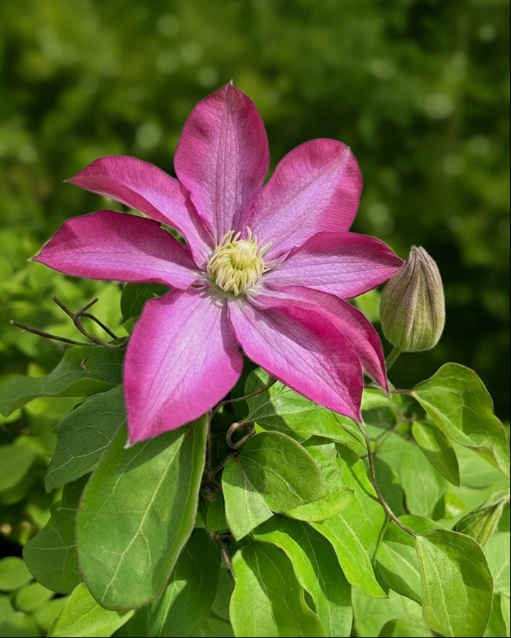Clematis 'Pink Champagne' (Hybrid Clematis)