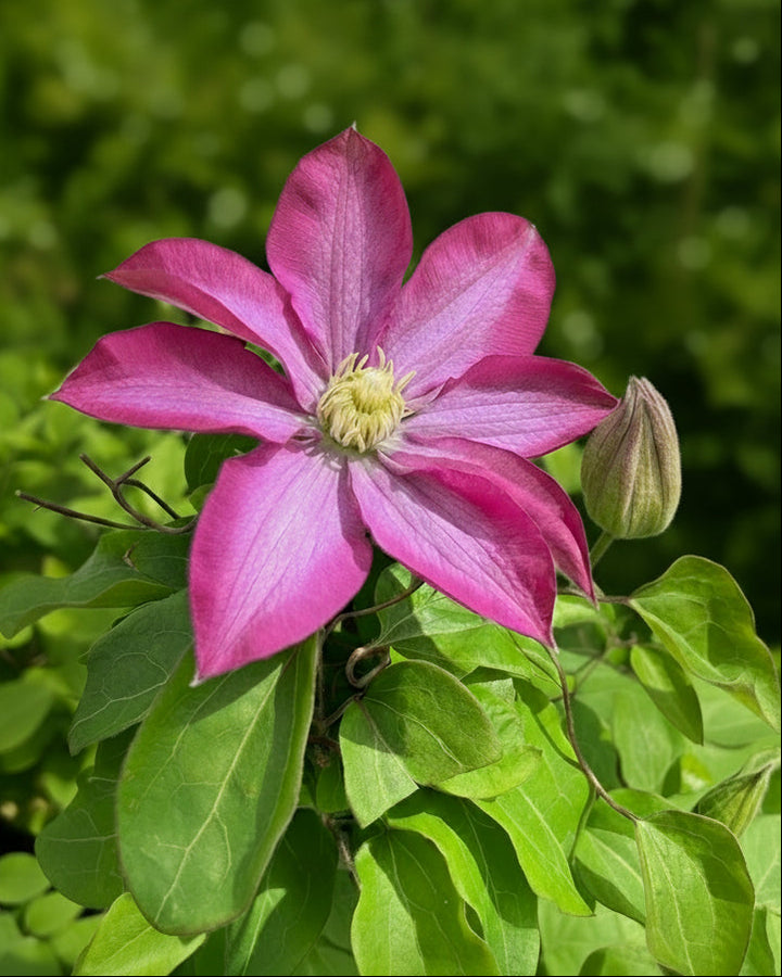 Clematis 'Pink Champagne' (Hybrid Clematis)