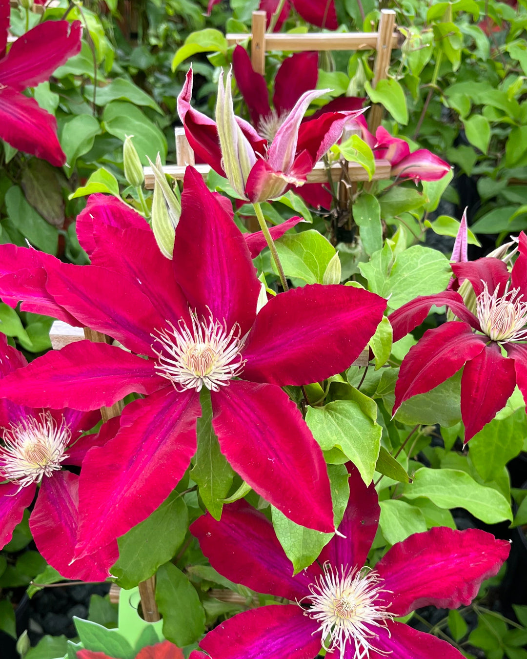 Clematis 'Rebecca' (Hybrid Clematis)