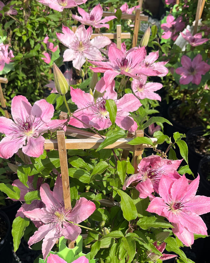 Clematis Boulevard® Sarah Elizabeth™ (Clematis Hybrid)
