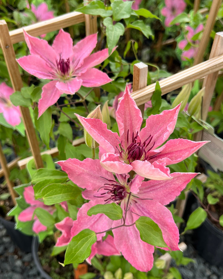 Clematis Boulevard® Sarah Elizabeth™ (Clematis Hybrid)