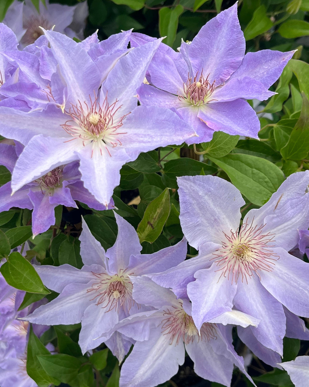 Clematis Boulevard® Tranquilité™ (Clematis Hybrid)