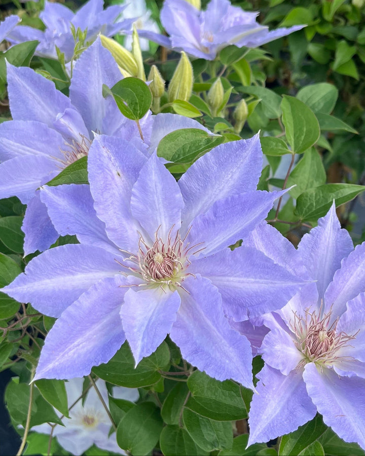 Clematis Boulevard® Tranquilité™ (Clematis Hybrid)