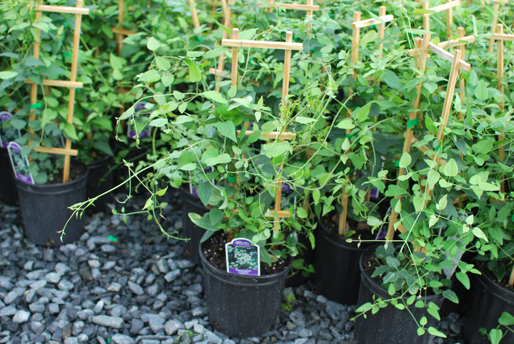 Clematis paniculata (Sweet Autumn Clematis)