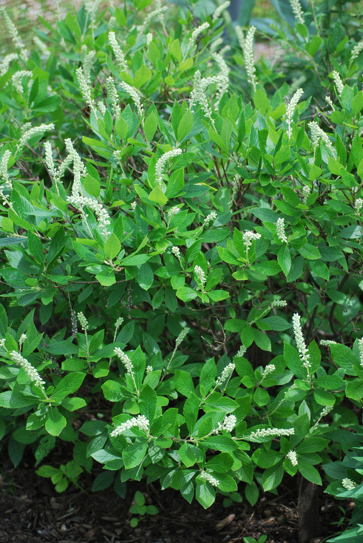Clethra a. 'Hummingbird' (Summersweet)