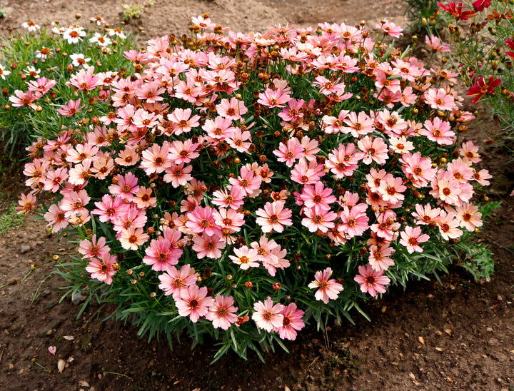 Coreopsis x verticillata NOVA® ‘Sunstone’ (Tickseed)