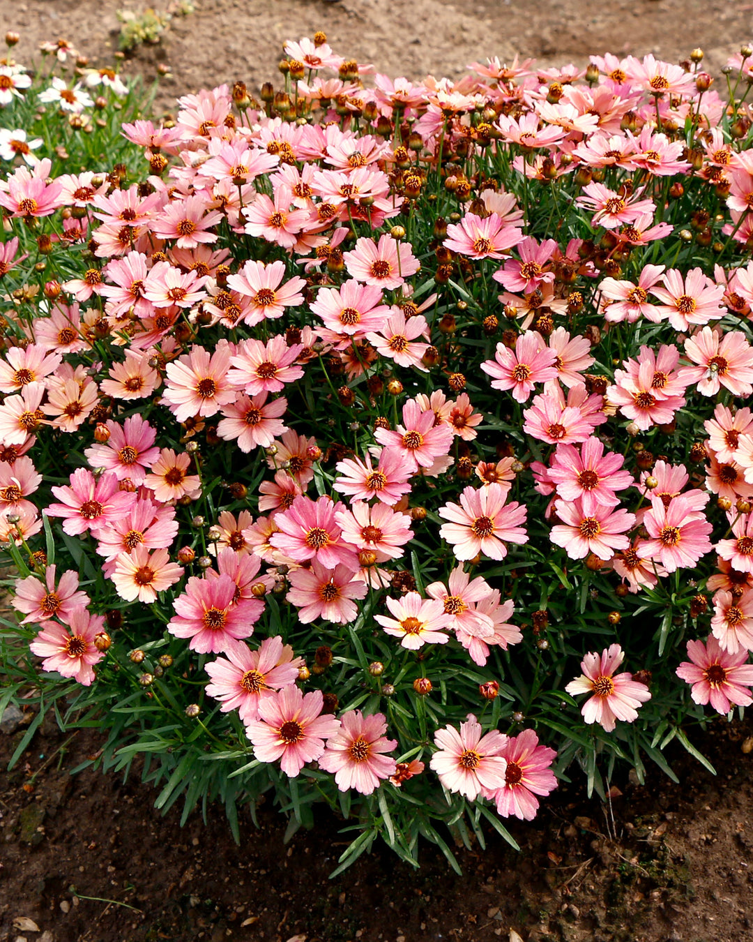 Coreopsis x verticillata NOVA® ‘Sunstone’ (Tickseed)