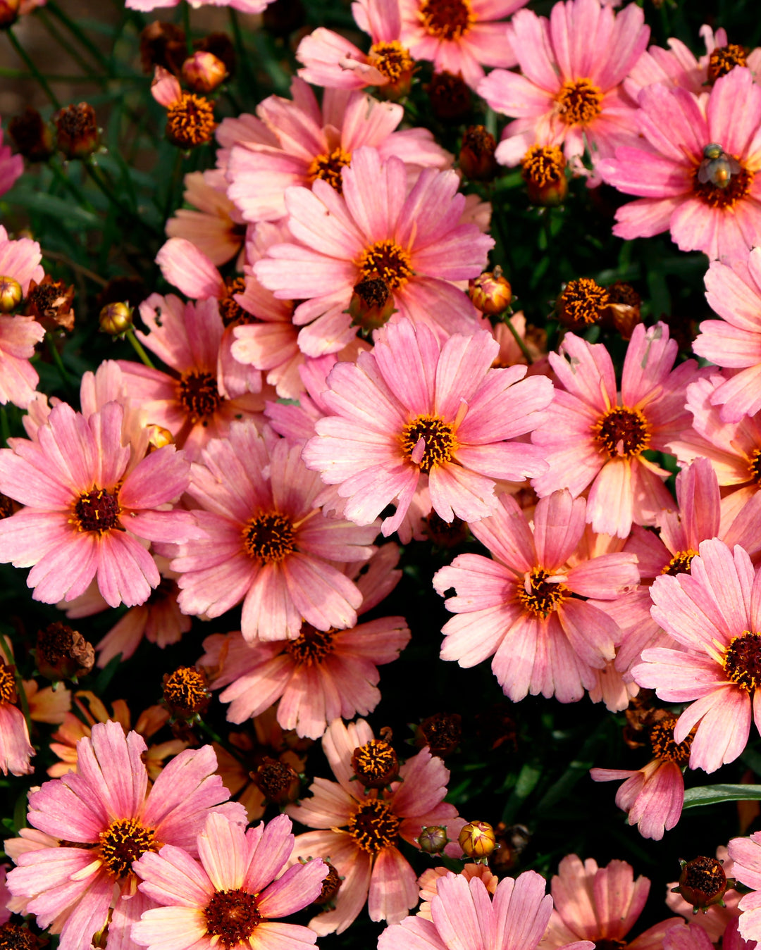 Coreopsis x verticillata NOVA® ‘Sunstone’ (Tickseed)