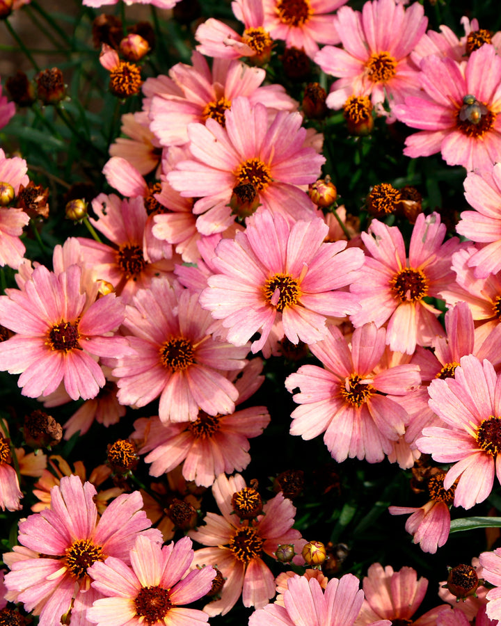 Coreopsis x verticillata NOVA® ‘Sunstone’ (Tickseed)
