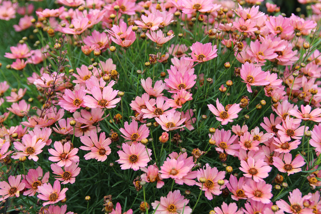 Coreopsis x verticillata NOVA® ‘Sunstone’ (Tickseed)