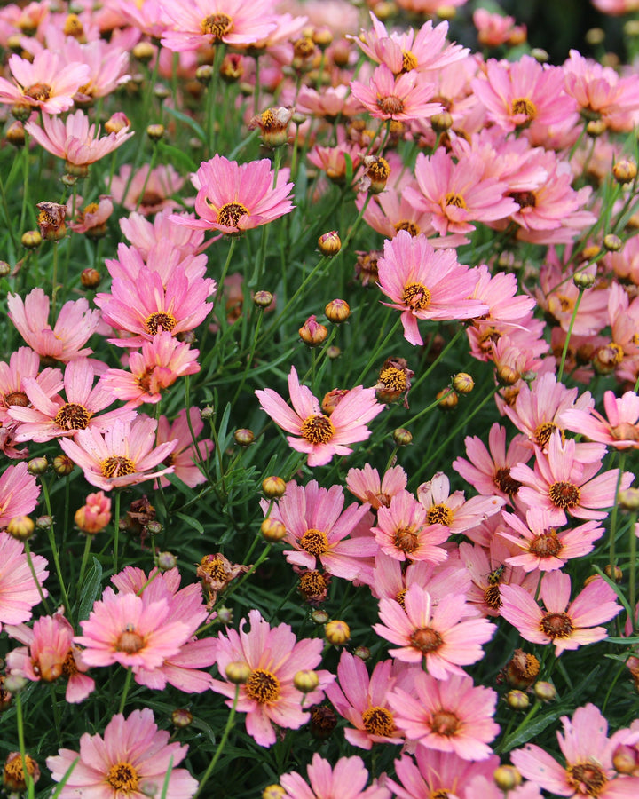 Coreopsis x verticillata NOVA® ‘Sunstone’ (Tickseed)