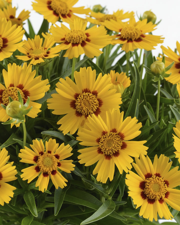 Coreopsis g. Solanna™ Bright Touch (Tickseed)