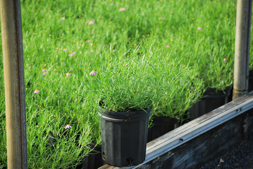 Coreopsis rosea 'American Dream' (Tickseed)
