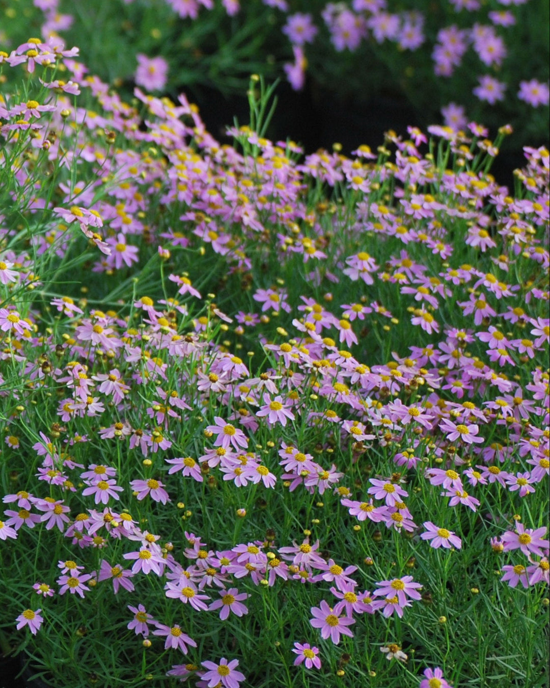 Coreopsis rosea 'American Dream' (Tickseed)