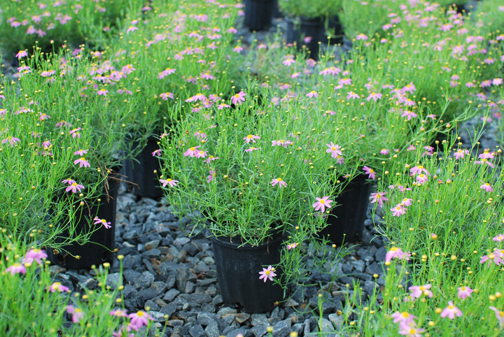 Coreopsis rosea 'American Dream' (Tickseed)