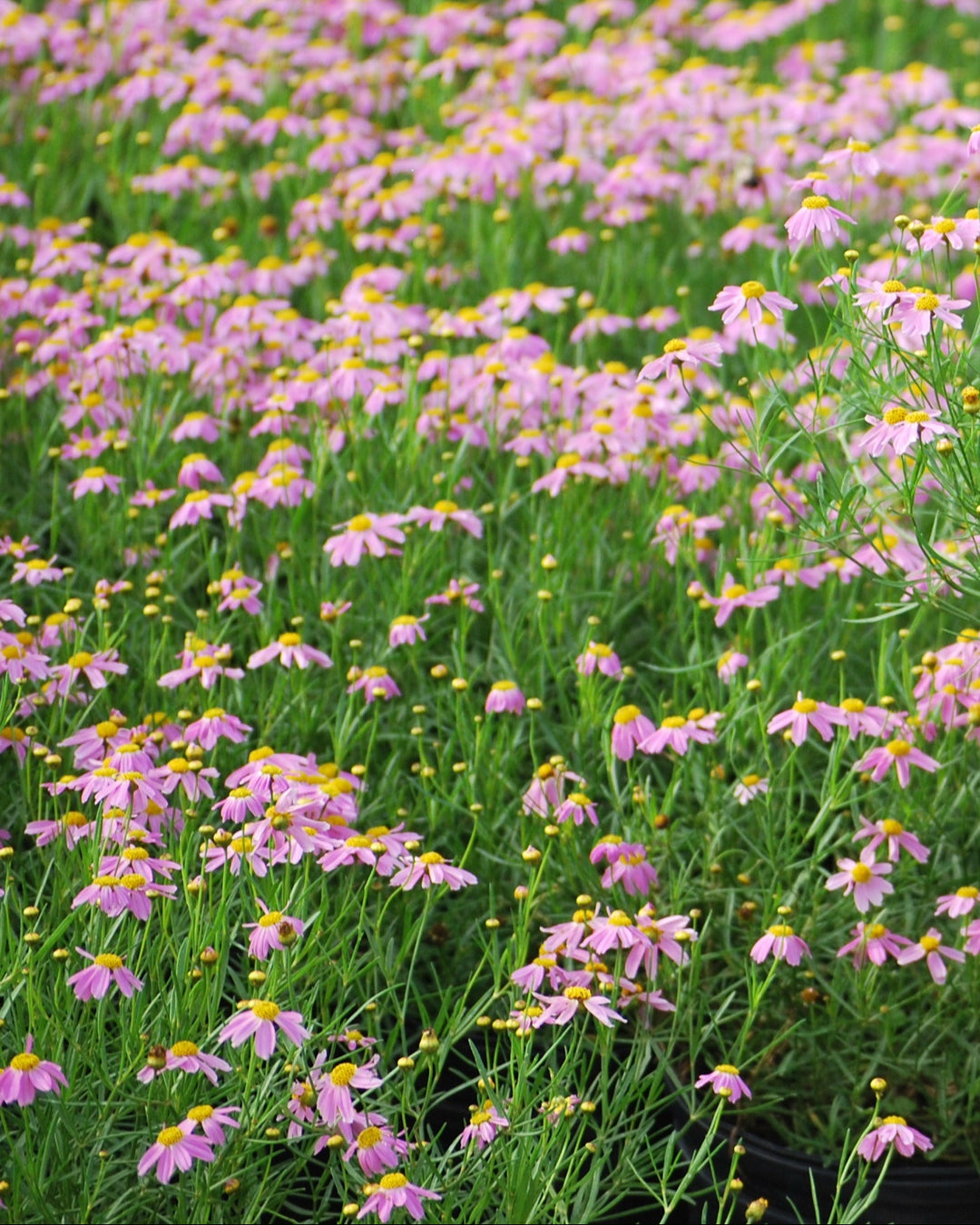 Coreopsis rosea 'American Dream' (Tickseed)
