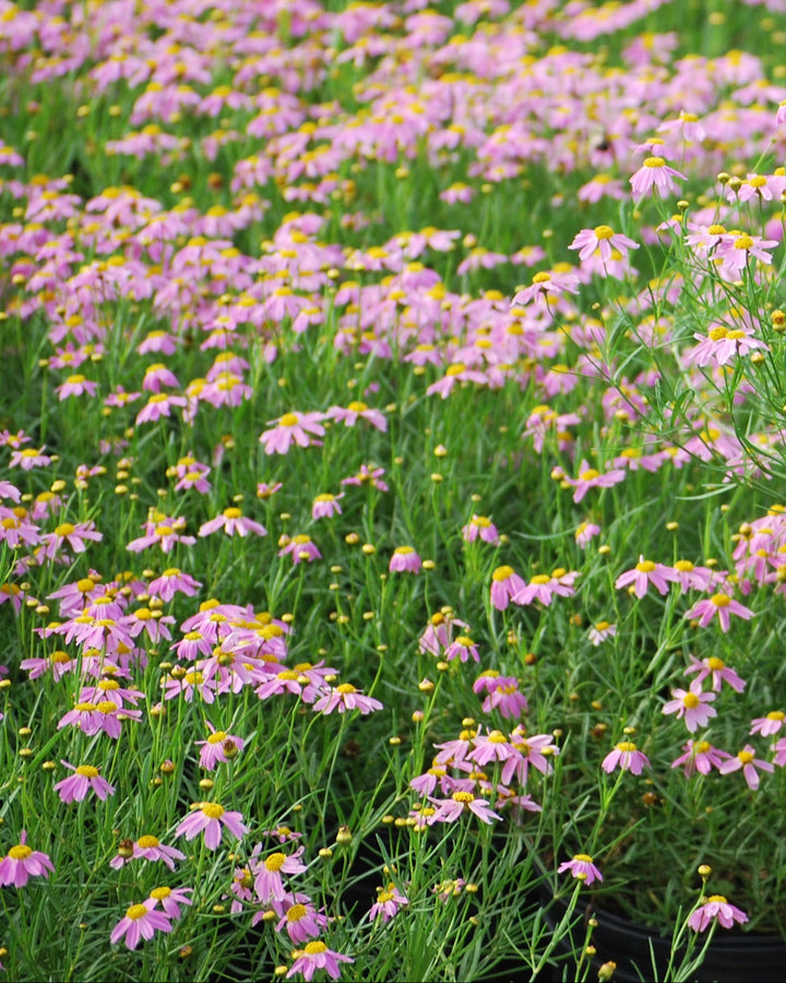 Coreopsis rosea 'American Dream' (Tickseed)