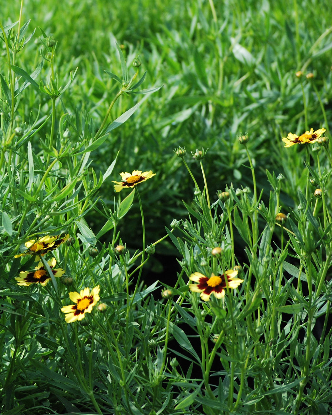Coreopsis x Big Bang™ 'Cosmic Eye' (Tickseed)