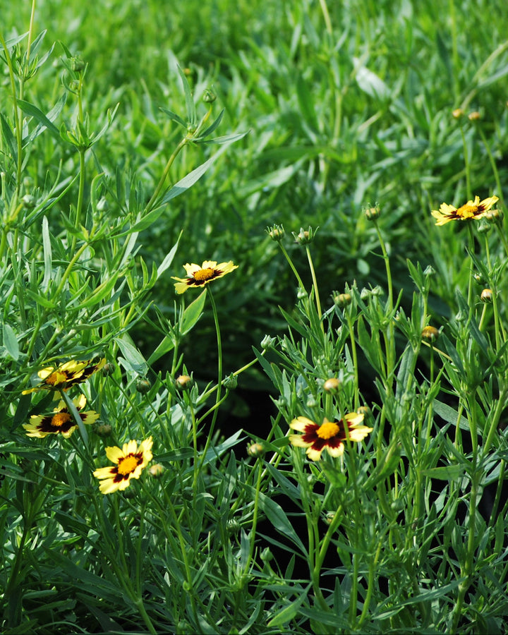 Coreopsis x Big Bang™ 'Cosmic Eye' (Tickseed)