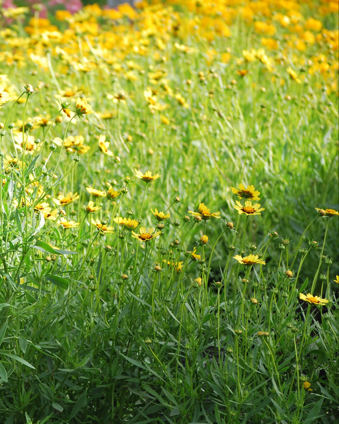 Coreopsis x Big Bang™ 'Cosmic Eye' (Tickseed)
