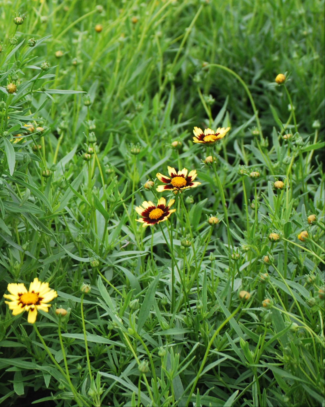 Coreopsis x Big Bang™ 'Cosmic Eye' (Tickseed)