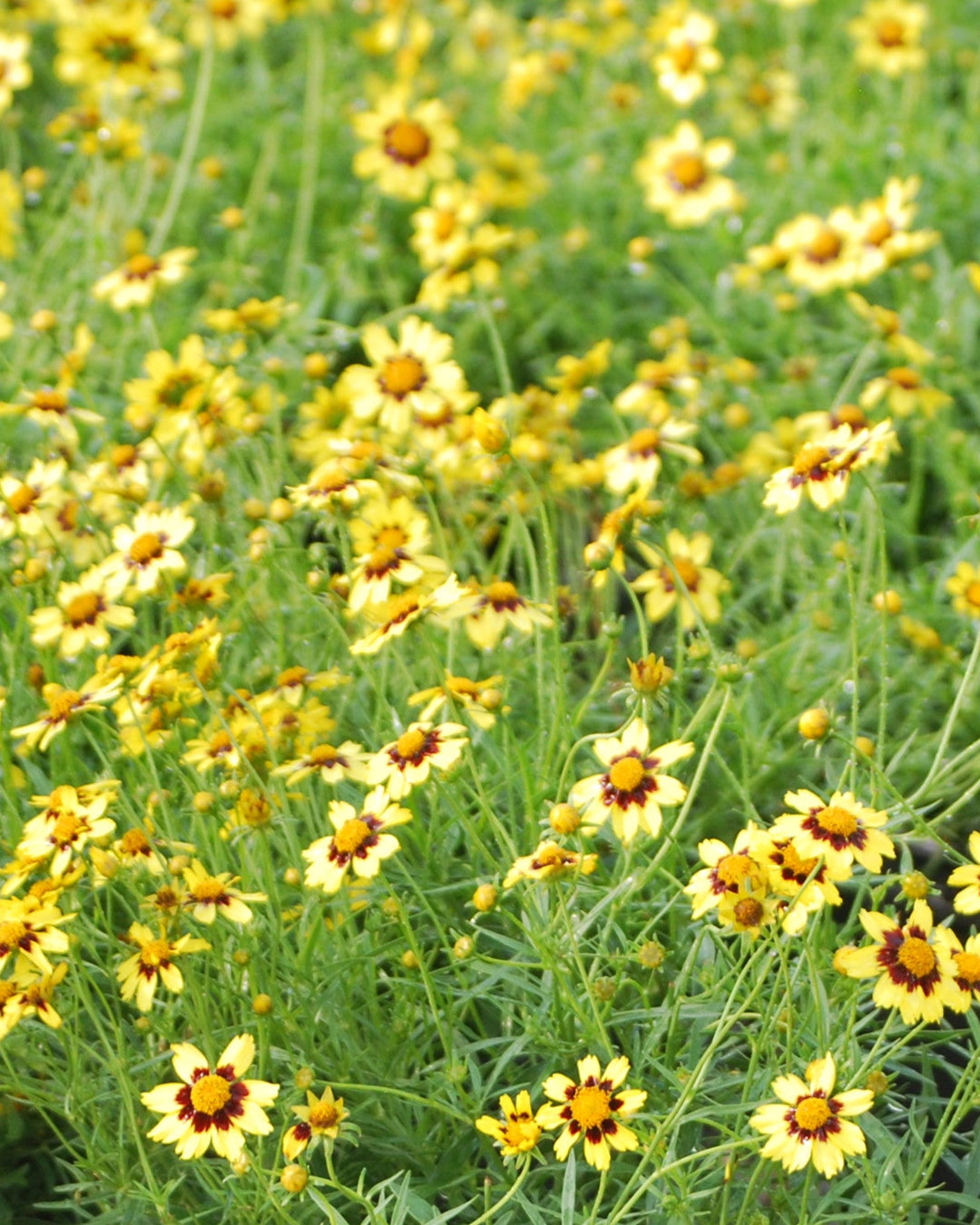 Coreopsis x Big Bang™ 'Cosmic Eye' (Tickseed)