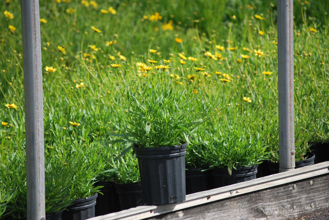 Coreopsis x Big Bang™ 'Cosmic Eye' (Tickseed)