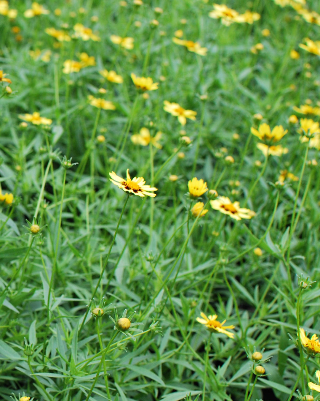 Coreopsis x Big Bang™ 'Cosmic Eye' (Tickseed)
