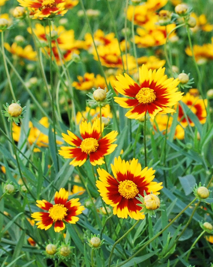 Coreopsis x L'il Bang™ 'Daybreak' (Tickseed)