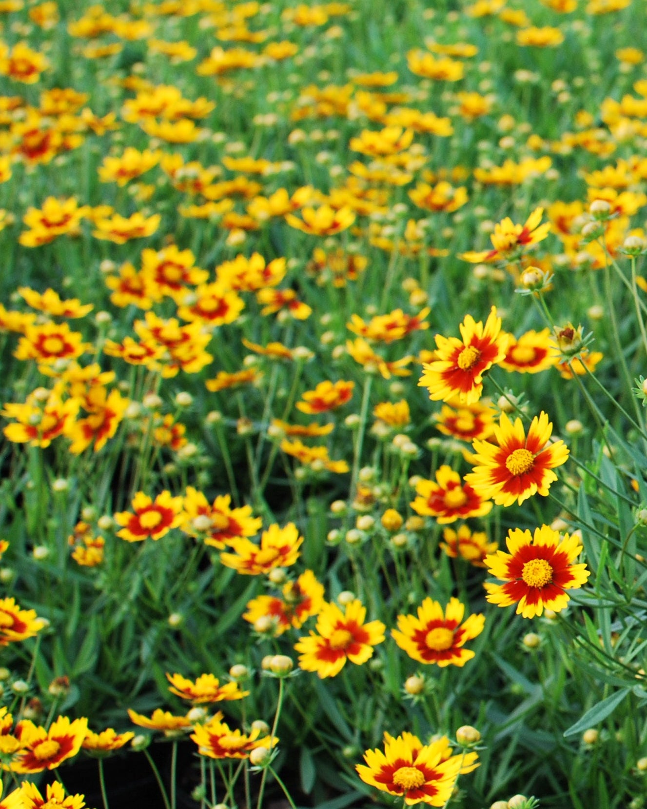 Coreopsis x L'il Bang™ 'Daybreak' (Tickseed) – Perennial Farm