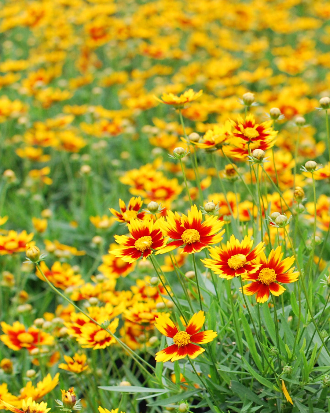 i'll plant a row of daisy seeds Coreopsis x L'il Bang™ 'Daybreak' (Tickseed)