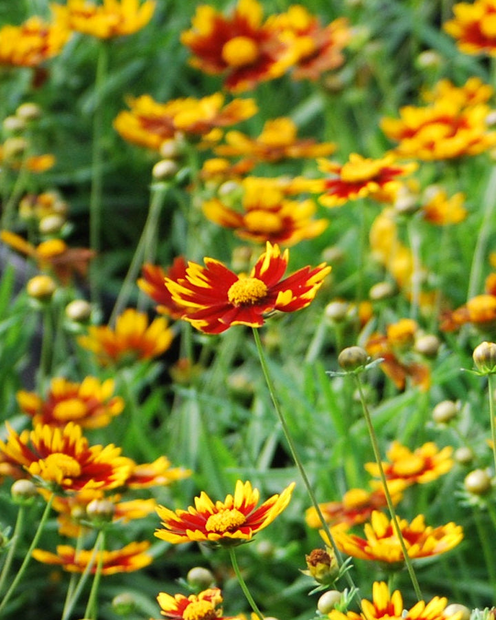 Coreopsis x L'il Bang™ 'Daybreak' (Tickseed)