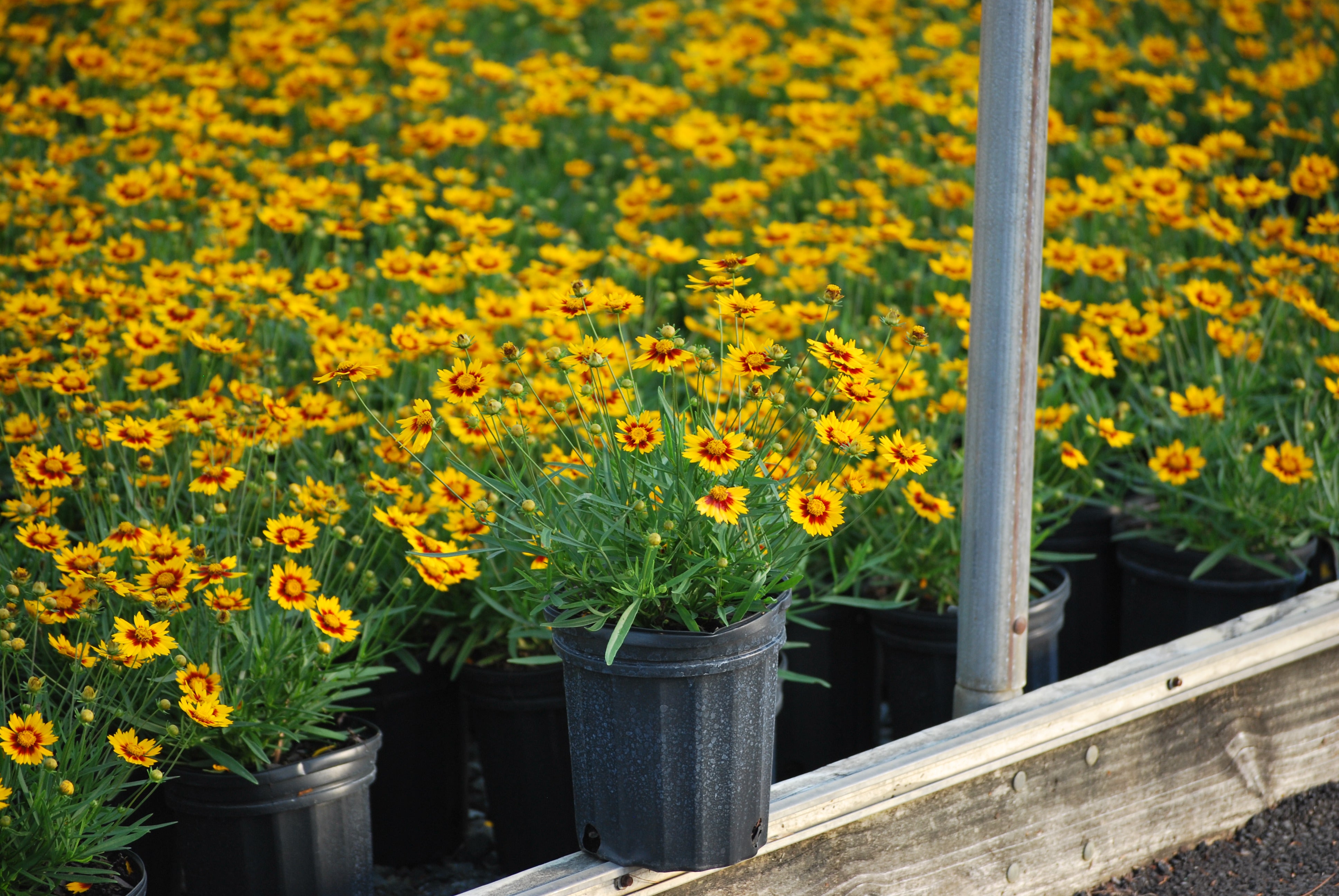 Coreopsis x L'il Bang™ 'Daybreak' (Tickseed) – Perennial Farm