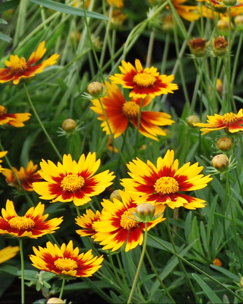 tick seed flower Coreopsis x L'il Bang 'Daybreak' (Tickseed) No. 1 / 3-Pack