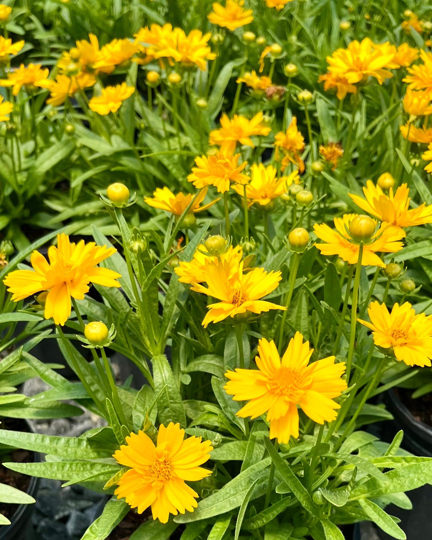 Coreopsis Rising Sun instagram Instagram Facebook