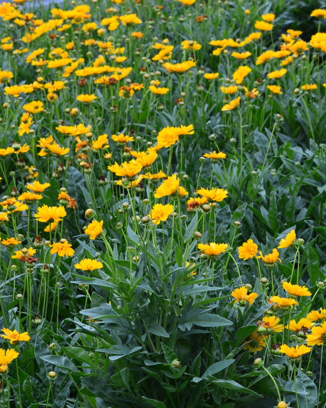 Coreopsis grandiflora 'Early Sunrise' (Tickseed)
