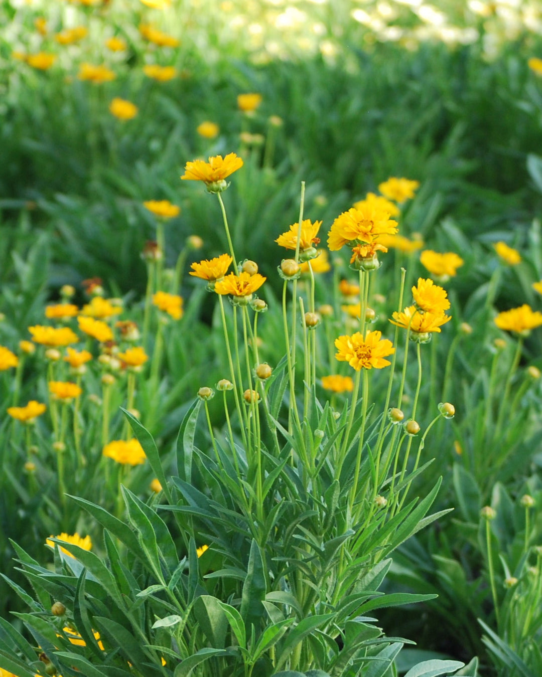 Coreopsis grandiflora 'Early Sunrise' (Tickseed)
