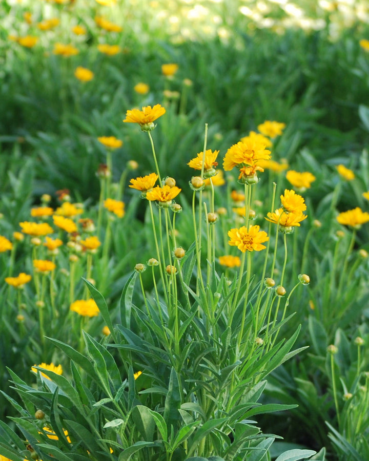 Coreopsis grandiflora 'Early Sunrise' (Tickseed)
