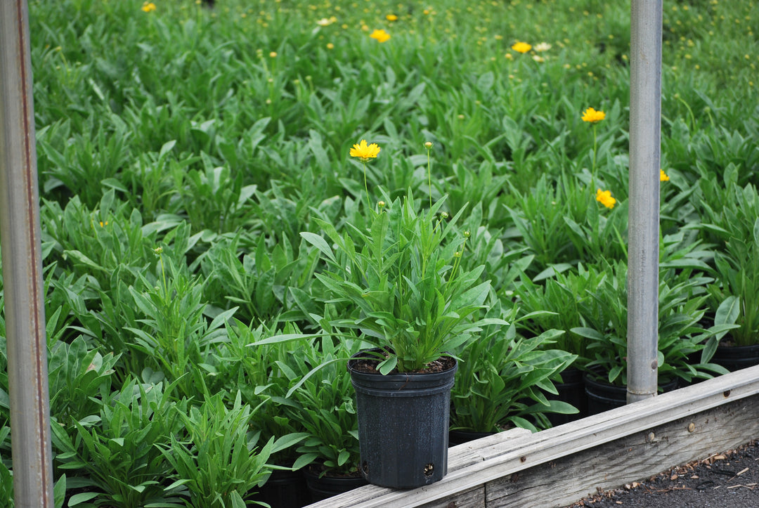 Coreopsis grandiflora 'Early Sunrise' (Tickseed)