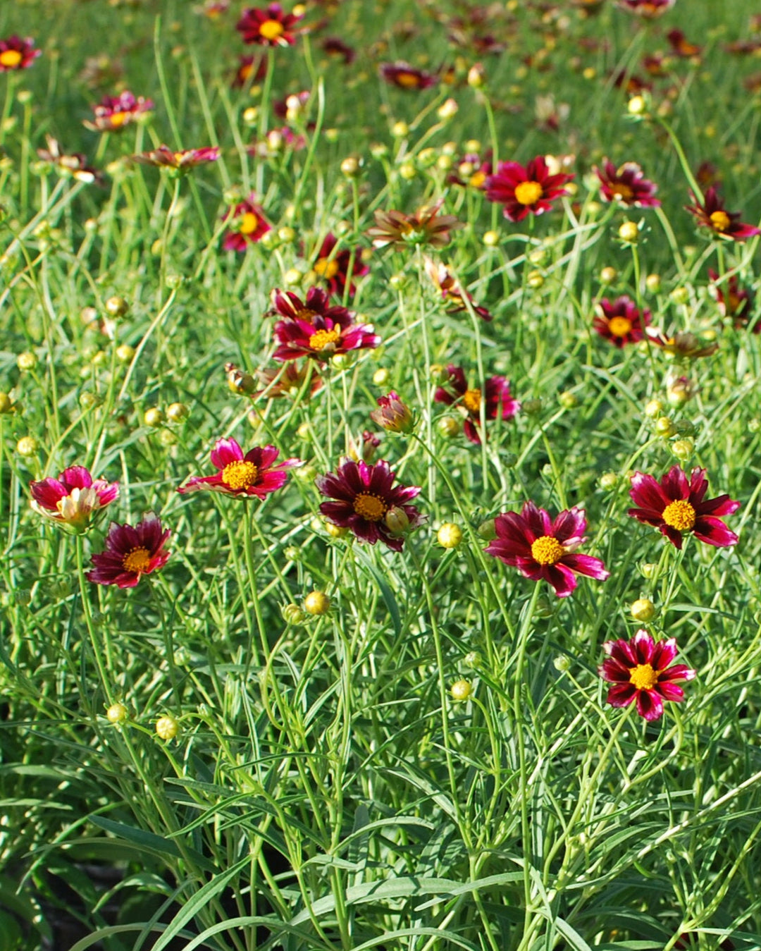 Coreopsis x Big Bang 'Mercury Rising' (Tickseed)