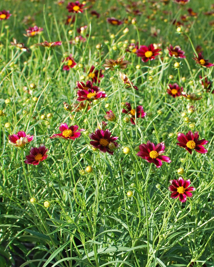 Coreopsis x Big Bang 'Mercury Rising' (Tickseed)